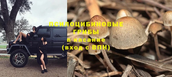 прущие грибы Вязники